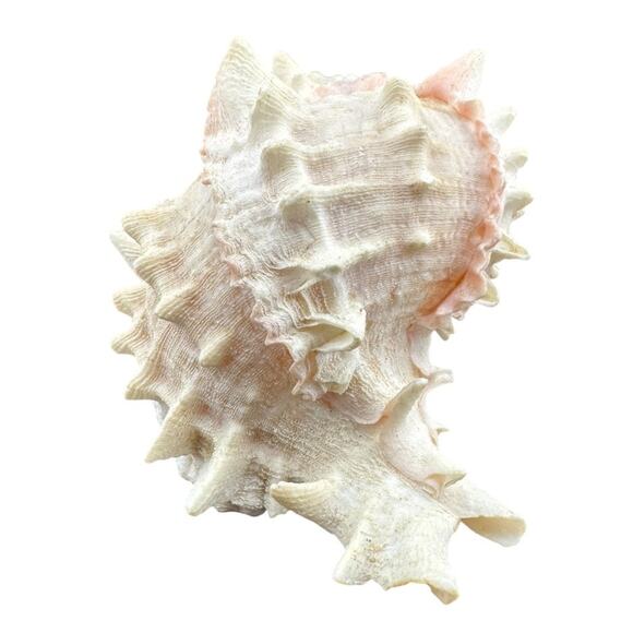 Natural Sea Shell Hepaplex Murex Conch White Pink 4 Inch - Picture 3 of 4